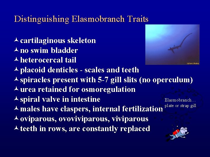 Distinguishing Elasmobranch Traits ©cartilaginous skeleton ©no swim bladder ©heterocercal tail ©placoid denticles - scales