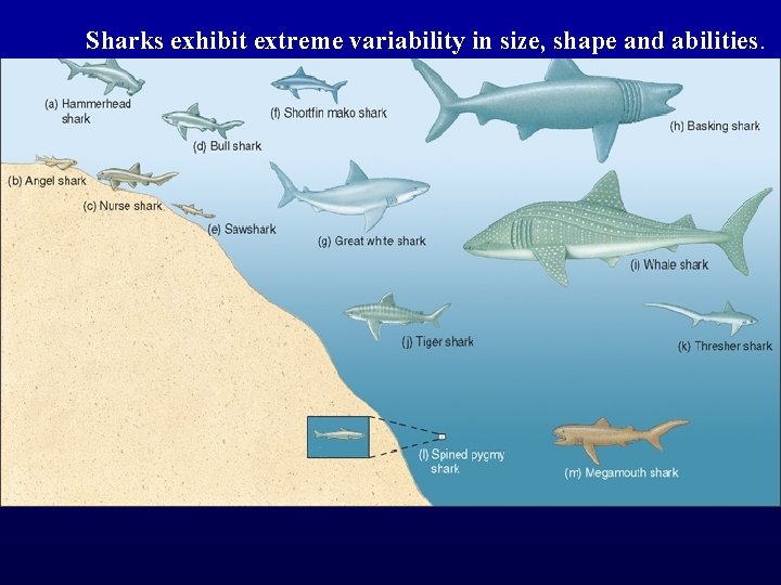 Sharks exhibit extreme variability in size, shape and abilities. 