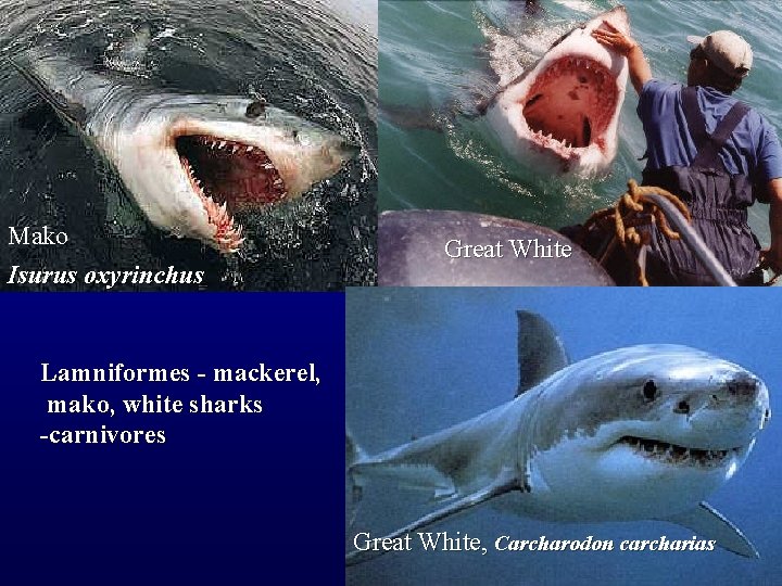 Mako Isurus oxyrinchus Great White Lamniformes - mackerel, mako, white sharks -carnivores Great White,