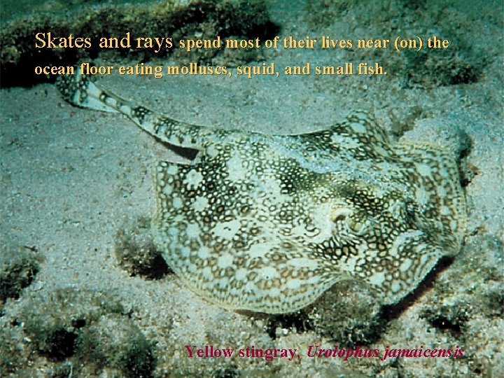 Skates and rays spend most of their lives near (on) the ocean floor eating