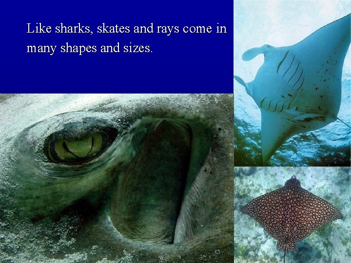 Like sharks, skates and rays come in many shapes and sizes. 