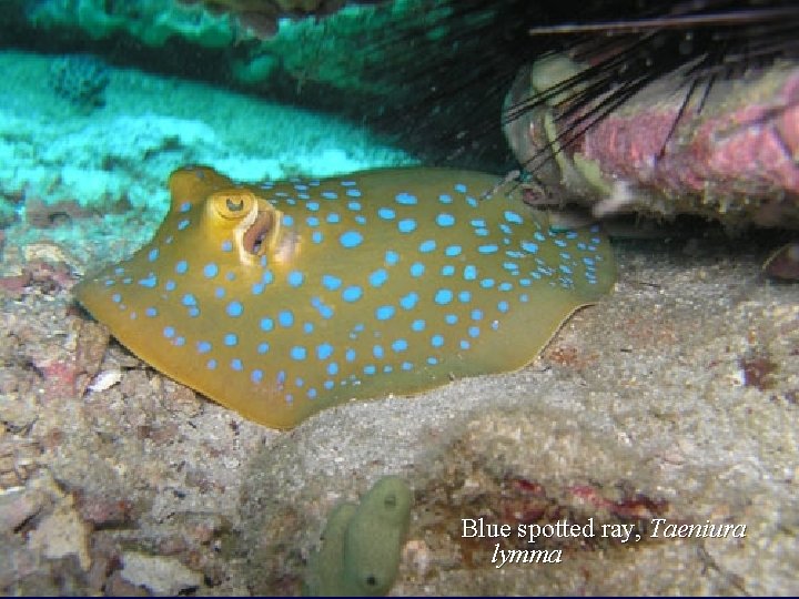 Blue spotted ray, Taeniura lymma 