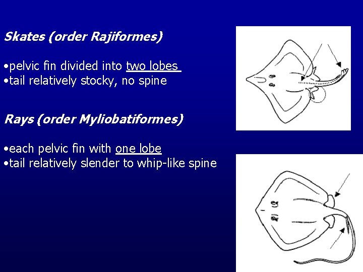 Skates (order Rajiformes) • pelvic fin divided into two lobes • tail relatively stocky,