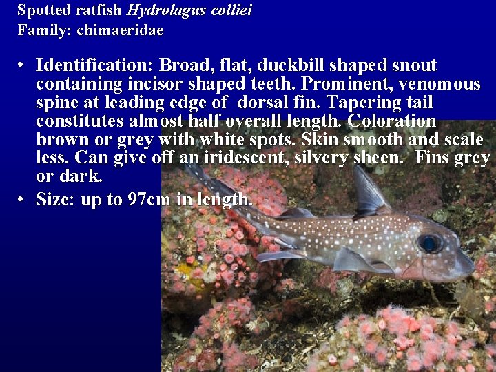 Spotted ratfish Hydrolagus colliei Family: chimaeridae • Identification: Broad, flat, duckbill shaped snout containing