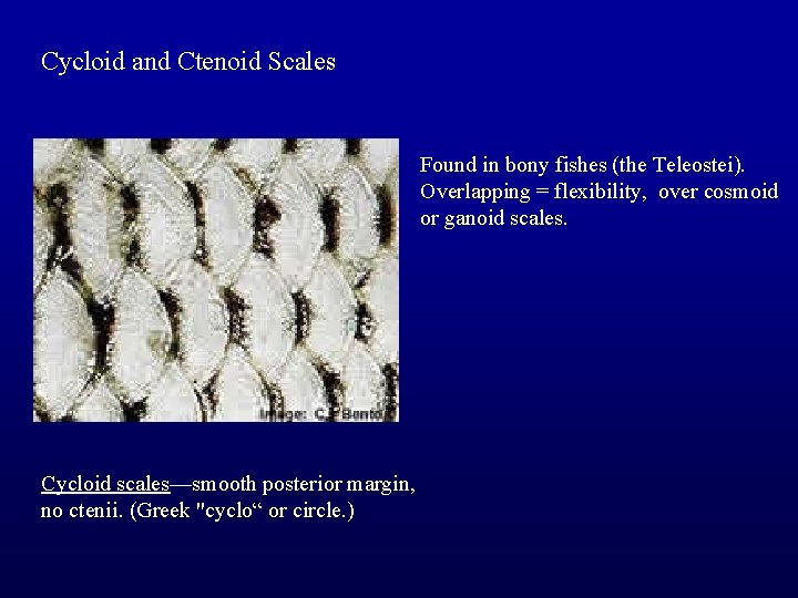Cycloid and Ctenoid Scales Found in bony fishes (the Teleostei). Overlapping = flexibility, over