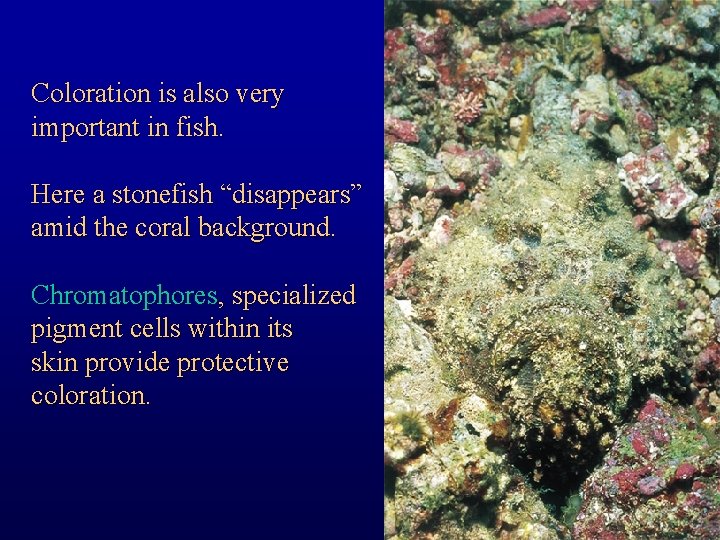 Coloration is also very important in fish. Here a stonefish “disappears” amid the coral