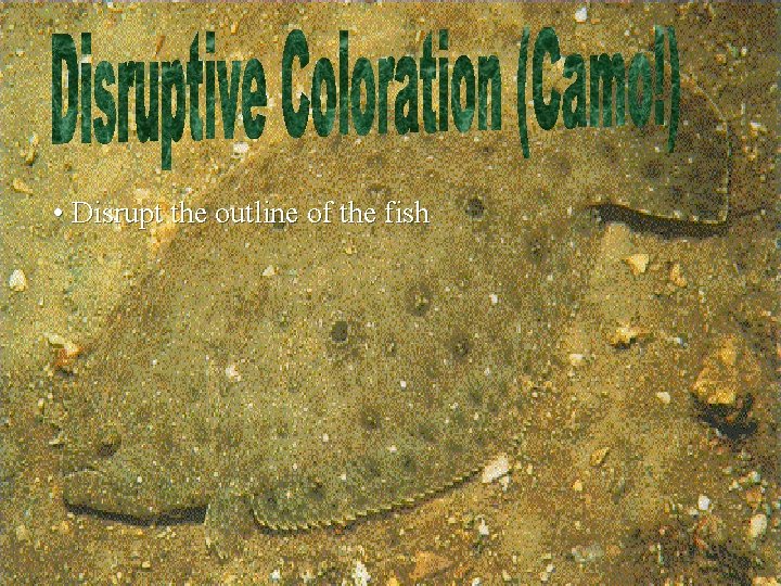  • Disrupt the outline of the fish 