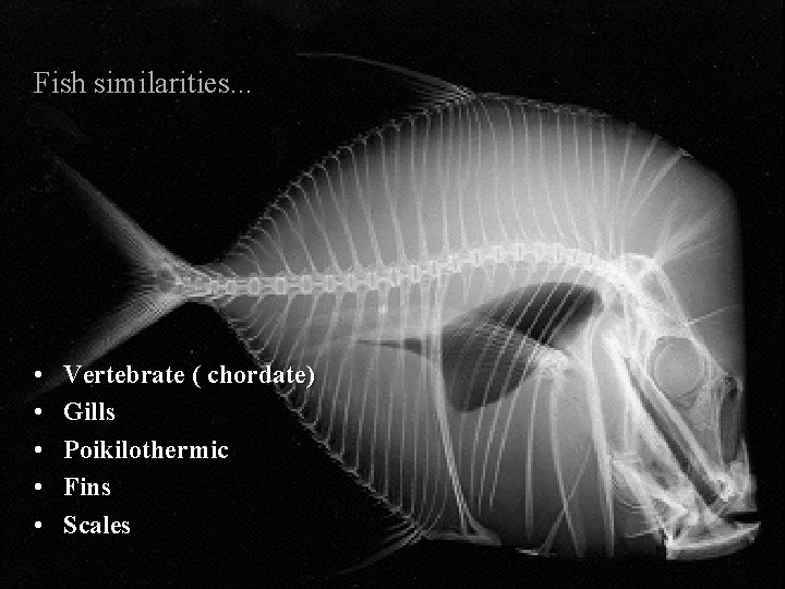 Fish similarities. . . • • • Vertebrate ( chordate) Gills Poikilothermic Fins Scales