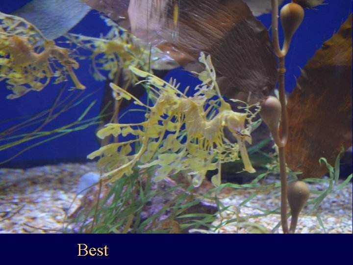Best 