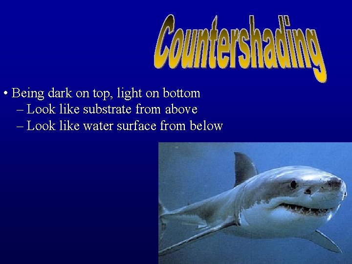  • Being dark on top, light on bottom – Look like substrate from