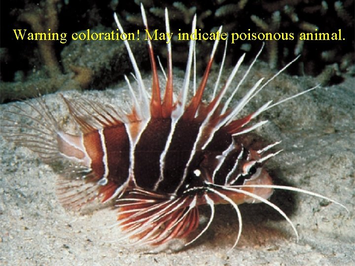 Warning coloration! May indicate poisonous animal. 