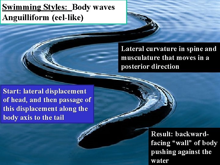 Swimming Styles: Body waves Anguilliform (eel-like) Lateral curvature in spine and musculature that moves
