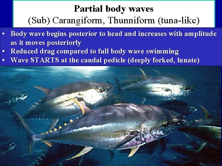 Partial body waves (Sub) Carangiform, Thunniform (tuna-like) • Body wave begins posterior to head