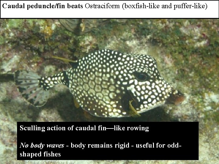 Caudal peduncle/fin beats Ostraciform (boxfish-like and puffer-like) Sculling action of caudal fin—like rowing No