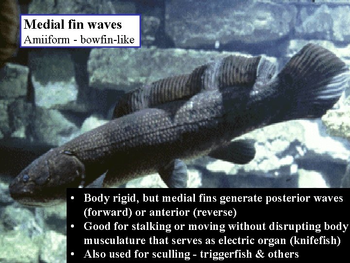 Medial fin waves Amiiform - bowfin-like • Body rigid, but medial fins generate posterior