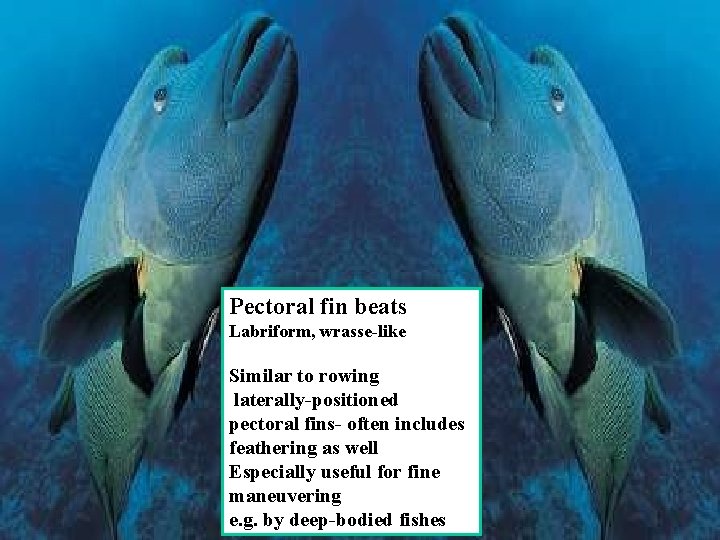 Pectoral fin beats Labriform, wrasse-like Similar to rowing laterally-positioned pectoral fins- often includes feathering