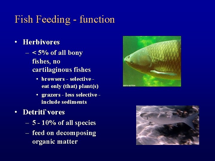 Fish Feeding - function • Herbivores – < 5% of all bony fishes, no