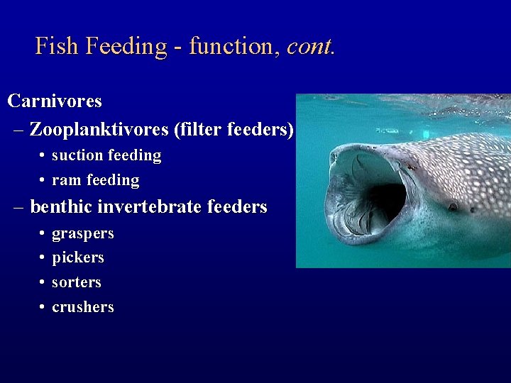 Fish Feeding - function, cont. Carnivores – Zooplanktivores (filter feeders) • suction feeding •