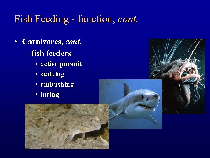 Fish Feeding - function, cont. • Carnivores, cont. – fish feeders • • active