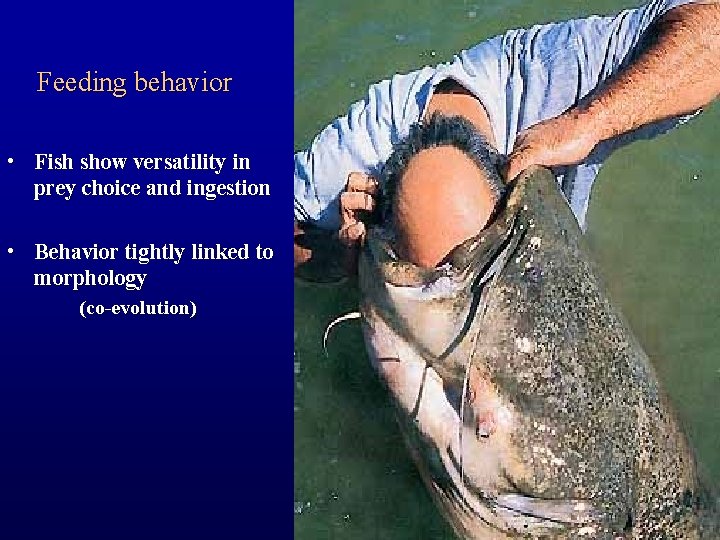Feeding behavior • Fish show versatility in prey choice and ingestion • Behavior tightly
