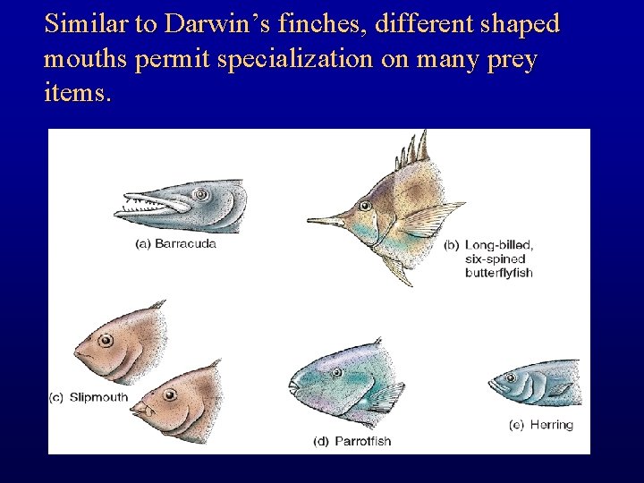 Similar to Darwin’s finches, different shaped mouths permit specialization on many prey items. 