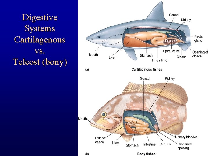 Digestive Systems Cartilagenous vs. Teleost (bony) 