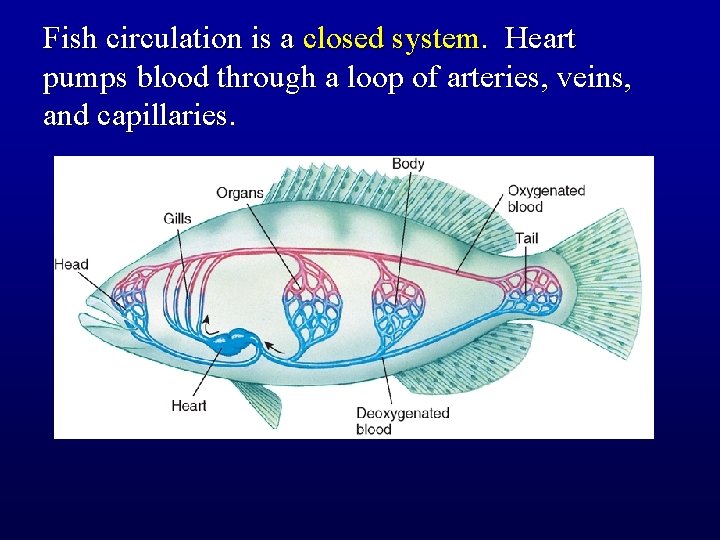 Fish circulation is a closed system. Heart pumps blood through a loop of arteries,