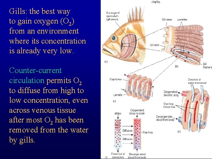 Gills: the best way to gain oxygen (O 2) from an environment where its