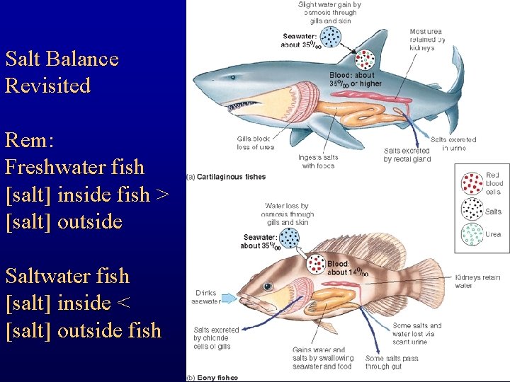 Salt Balance Revisited Rem: Freshwater fish [salt] inside fish > [salt] outside Saltwater fish