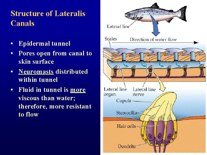 Structure of Lateralis Canals • Epidermal tunnel • Pores open from canal to skin