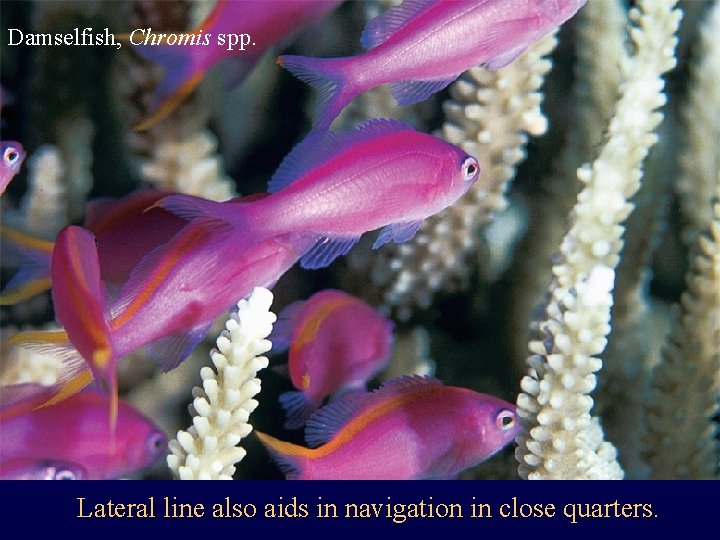 Damselfish, Chromis spp. Lateral line also aids in navigation in close quarters. 