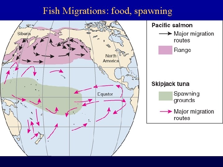 Fish Migrations: food, spawning 
