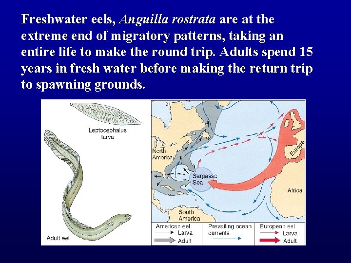 Freshwater eels, Anguilla rostrata are at the extreme end of migratory patterns, taking an