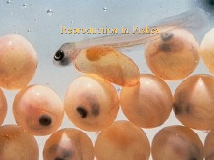 Reproduction in Fishes 
