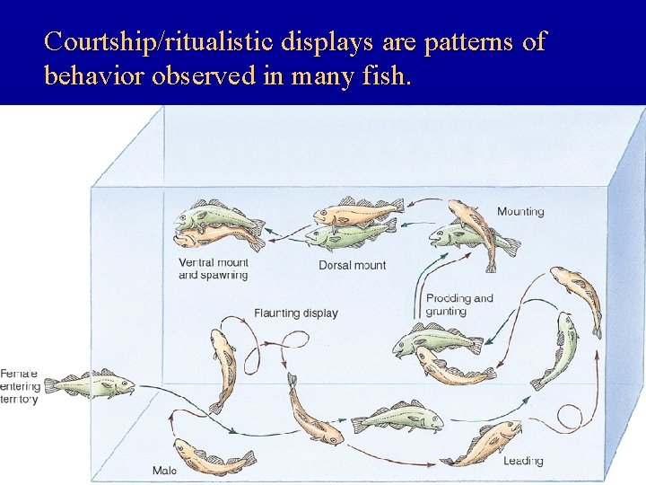 Courtship/ritualistic displays are patterns of behavior observed in many fish. 