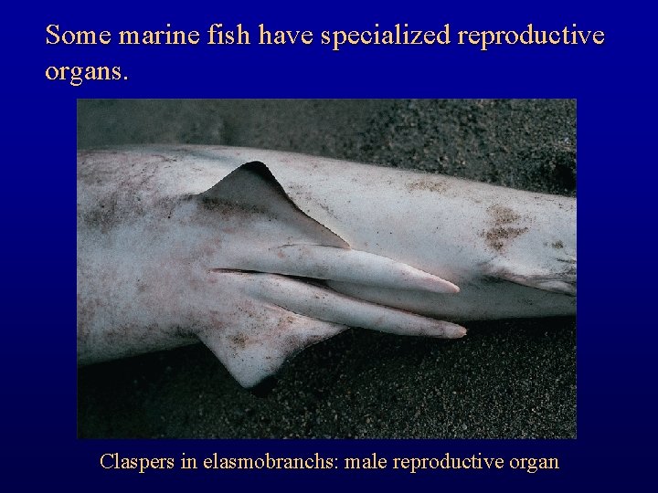 Some marine fish have specialized reproductive organs. Claspers in elasmobranchs: male reproductive organ 