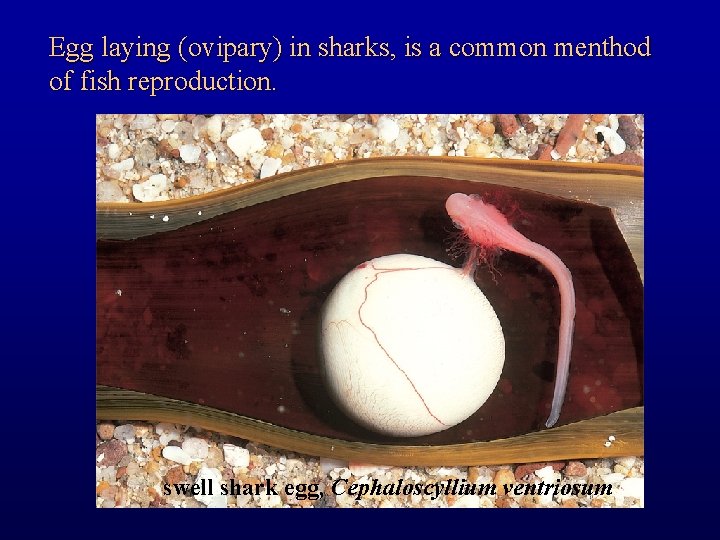 Egg laying (ovipary) in sharks, is a common menthod of fish reproduction. swell shark