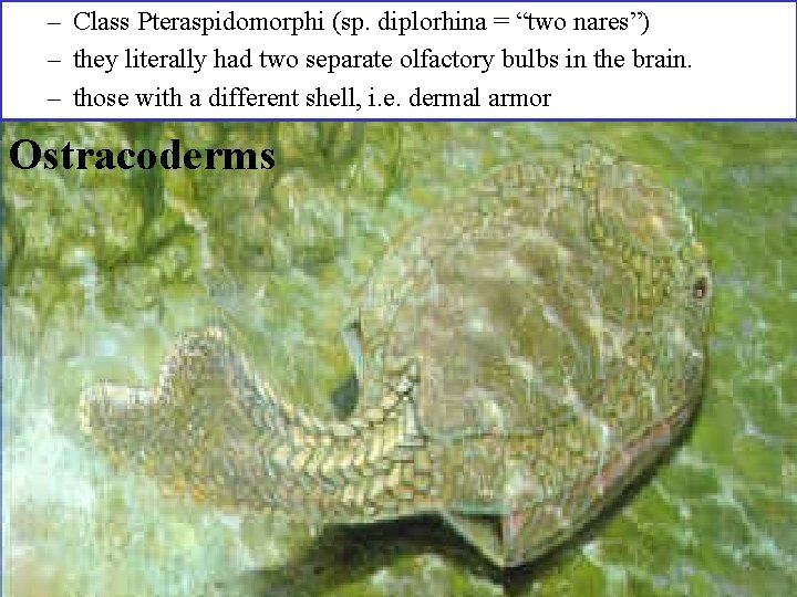 – Class Pteraspidomorphi (sp. diplorhina = “two nares”) – they literally had two separate