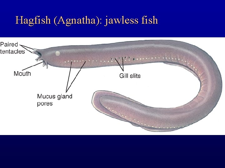 Hagfish (Agnatha): jawless fish 
