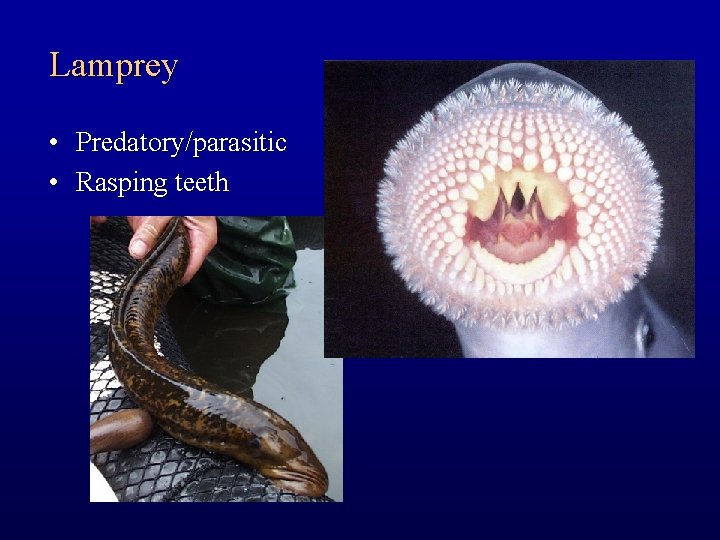 Lamprey • Predatory/parasitic • Rasping teeth 
