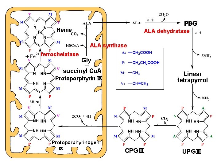 PBG Heme ALA dehydratase ALA synthase ferrochelatase Gly succinyl Co. A Linear tetrapyrrol Protoporphyrin