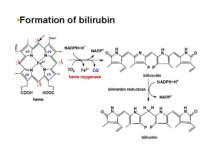  • Formation of bilirubin 