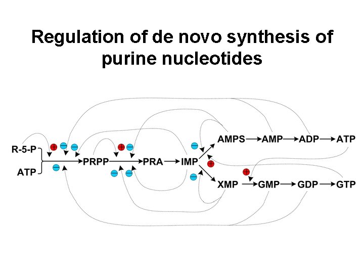 Regulation of de novo synthesis of purine nucleotides 