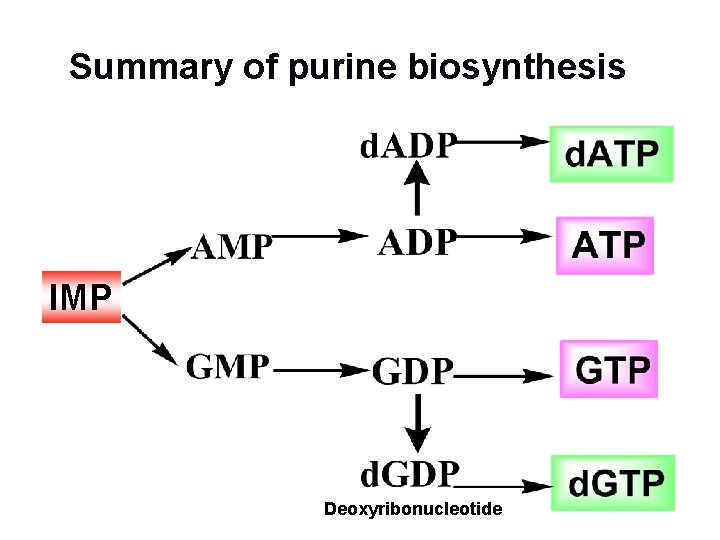 Summary of purine biosynthesis IMP Deoxyribonucleotide 