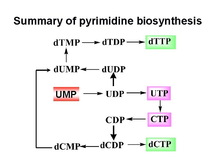 Summary of pyrimidine biosynthesis UMP 