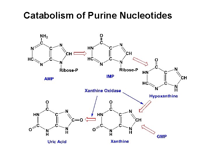 Catabolism of Purine Nucleotides 