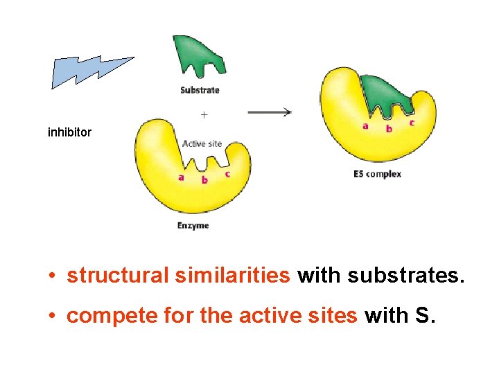 inhibitor • structural similarities with substrates. • compete for the active sites with S.