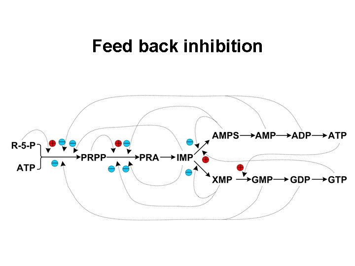 Feed back inhibition 