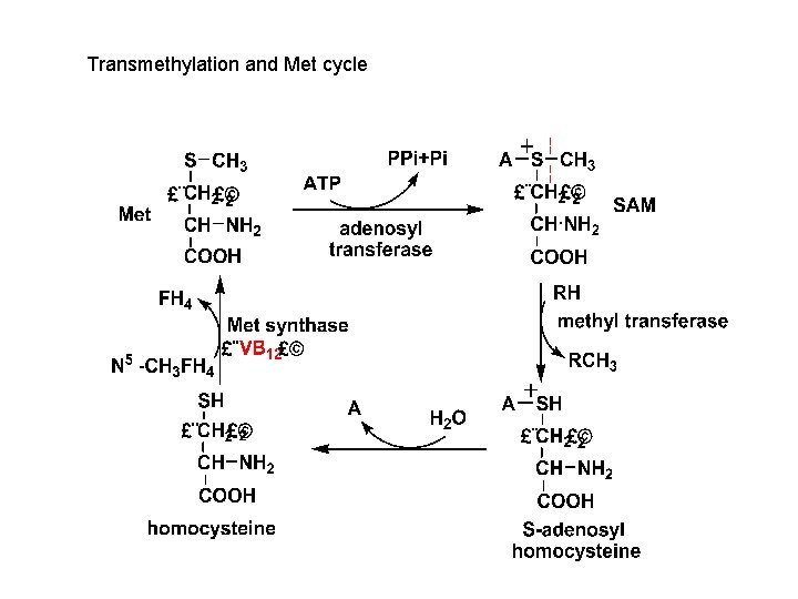 Transmethylation and Met cycle 