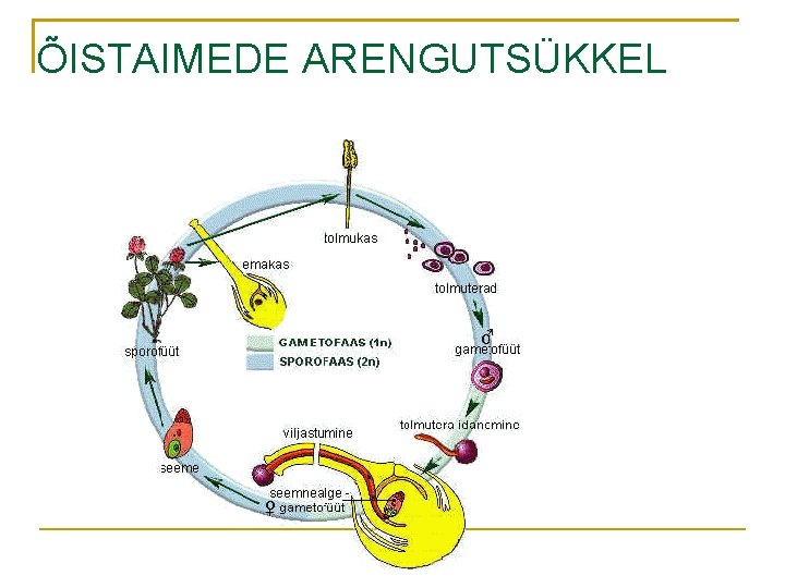 ÕISTAIMEDE ARENGUTSÜKKEL 